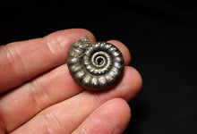 Load image into Gallery viewer, Pyrite Eteoderoceras (Eoderoceras) ammonite fossil (29mm)