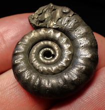Load image into Gallery viewer, Pyrite Eteoderoceras (Eoderoceras) ammonite fossil (29mm)