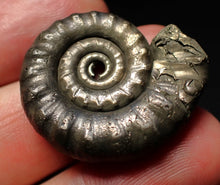 Load image into Gallery viewer, Pyrite Eteoderoceras (Eoderoceras) ammonite fossil (29mm)