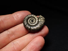 Load image into Gallery viewer, Pyrite Eteoderoceras (Eoderoceras) ammonite fossil (29mm)