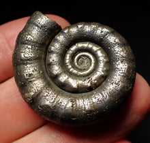Load image into Gallery viewer, Pyrite Eteoderoceras (Eoderoceras) ammonite fossil (36mm)