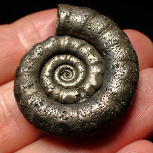 Load image into Gallery viewer, Pyrite Eteoderoceras (Eoderoceras) ammonite fossil (36mm)