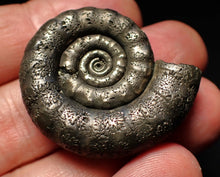 Load image into Gallery viewer, Pyrite Eteoderoceras (Eoderoceras) ammonite fossil (36mm)