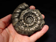 Load image into Gallery viewer, Large chunky pyrite Eteoderoceras (Eoderoceras) ammonite fossil (92mm)
