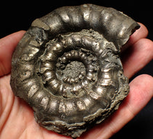 Load image into Gallery viewer, Large chunky pyrite Eteoderoceras (Eoderoceras) ammonite fossil (92mm)