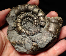 Load image into Gallery viewer, Large chunky pyrite Eteoderoceras (Eoderoceras) ammonite fossil (92mm)
