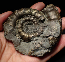 Load image into Gallery viewer, Large chunky pyrite Eteoderoceras (Eoderoceras) ammonite fossil (92mm)