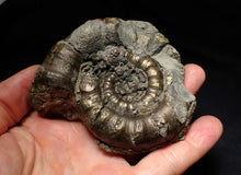Load image into Gallery viewer, Large chunky pyrite Eteoderoceras (Eoderoceras) ammonite fossil (92mm)