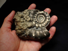 Load image into Gallery viewer, Large chunky pyrite Eteoderoceras (Eoderoceras) ammonite fossil (105mm)
