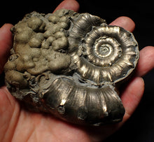 Load image into Gallery viewer, Large chunky pyrite Eteoderoceras (Eoderoceras) ammonite fossil (105mm)