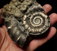 Load image into Gallery viewer, Large chunky pyrite Eteoderoceras (Eoderoceras) ammonite fossil (105mm)