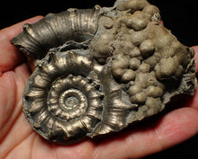 Load image into Gallery viewer, Large chunky pyrite Eteoderoceras (Eoderoceras) ammonite fossil (105mm)