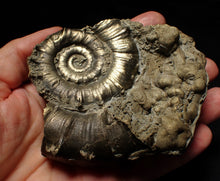Load image into Gallery viewer, Large chunky pyrite Eteoderoceras (Eoderoceras) ammonite fossil (105mm)