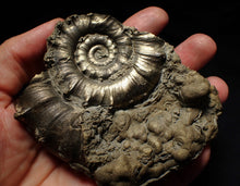 Load image into Gallery viewer, Large chunky pyrite Eteoderoceras (Eoderoceras) ammonite fossil (105mm)