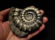 Load image into Gallery viewer, Large pyrite Eteoderoceras (Eoderoceras) ammonite fossil (100mm)