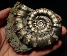 Load image into Gallery viewer, Large pyrite Eteoderoceras (Eoderoceras) ammonite fossil (100mm)