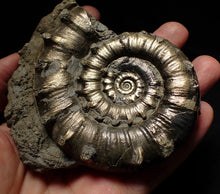 Load image into Gallery viewer, Large pyrite Eteoderoceras (Eoderoceras) ammonite fossil (100mm)