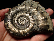 Load image into Gallery viewer, Large pyrite Eteoderoceras (Eoderoceras) ammonite fossil (100mm)