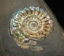 Load image into Gallery viewer, Subtly iridescent Caloceras display ammonite fossil 30mm