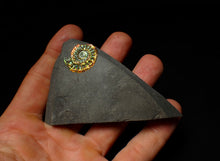 Load image into Gallery viewer, Rainbow iridescent Caloceras display ammonite fossil 23mm