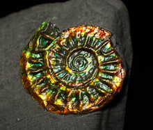 Load image into Gallery viewer, Rainbow iridescent Caloceras display ammonite fossil 23mm