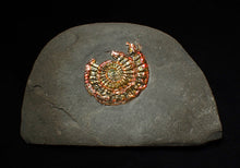 Load image into Gallery viewer, Red iridescent Caloceras display ammonite fossil 32mm