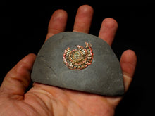 Load image into Gallery viewer, Red iridescent Caloceras display ammonite fossil 32mm
