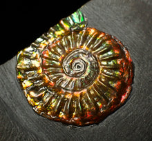 Load image into Gallery viewer, Rainbow iridescent Caloceras display ammonite fossil 23mm