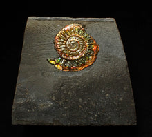 Load image into Gallery viewer, Rainbow iridescent Caloceras display ammonite fossil 22mm
