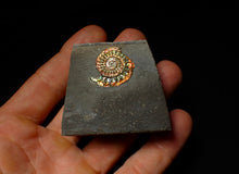 Load image into Gallery viewer, Rainbow iridescent Caloceras display ammonite fossil 22mm