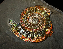 Load image into Gallery viewer, Rainbow iridescent Caloceras display ammonite fossil 22mm