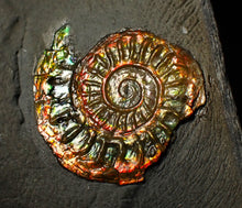 Load image into Gallery viewer, Rainbow iridescent Caloceras display ammonite fossil 22mm