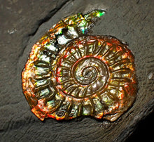 Load image into Gallery viewer, Rainbow iridescent Caloceras display ammonite fossil 22mm