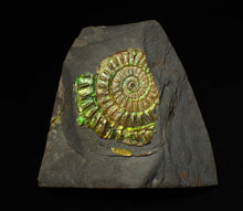 Load image into Gallery viewer, Green iridescent Caloceras display ammonite fossil 47mm