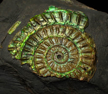 Load image into Gallery viewer, Green iridescent Caloceras display ammonite fossil 47mm