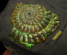 Load image into Gallery viewer, Green iridescent Caloceras display ammonite fossil 47mm