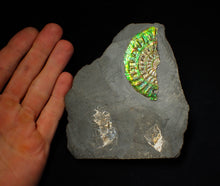 Load image into Gallery viewer, Green & blue iridescent Caloceras display ammonite fossil 67mm