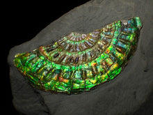 Load image into Gallery viewer, Green & blue iridescent Caloceras display ammonite fossil 67mm