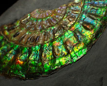 Load image into Gallery viewer, Green & blue iridescent Caloceras display ammonite fossil 67mm