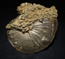 Load image into Gallery viewer, Very large Oxynoticeras pyrite ammonite fossil (103 mm)