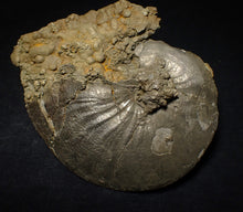 Load image into Gallery viewer, Very large Oxynoticeras pyrite ammonite fossil (103 mm)