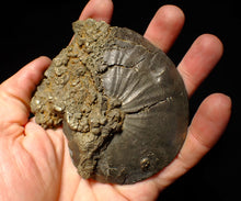 Load image into Gallery viewer, Very large Oxynoticeras pyrite ammonite fossil (103 mm)