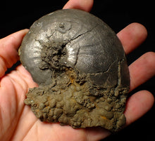 Load image into Gallery viewer, Very large Oxynoticeras pyrite ammonite fossil (103 mm)