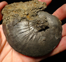 Load image into Gallery viewer, Very large Oxynoticeras pyrite ammonite fossil (103 mm)