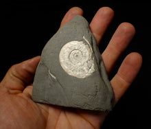 Load image into Gallery viewer, White Psiloceras ammonite display fossil