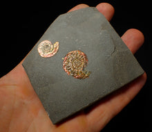 Load image into Gallery viewer, Iridescent multi-Psiloceras ammonite display fossil