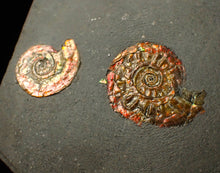 Load image into Gallery viewer, Iridescent multi-Psiloceras ammonite display fossil