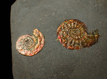 Load image into Gallery viewer, Iridescent multi-Psiloceras ammonite display fossil