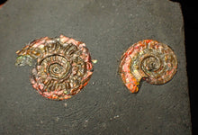 Load image into Gallery viewer, Iridescent multi-Psiloceras ammonite display fossil