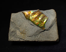 Load image into Gallery viewer, Green and gold iridescent partial Caloceras display ammonite fossil